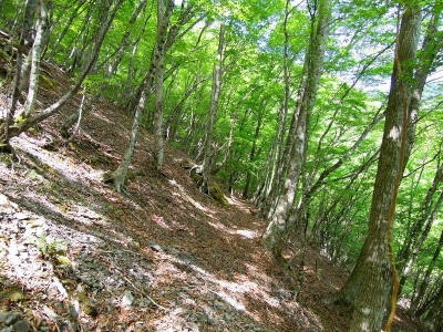 摂津林道、奥ノ平谷右岸道