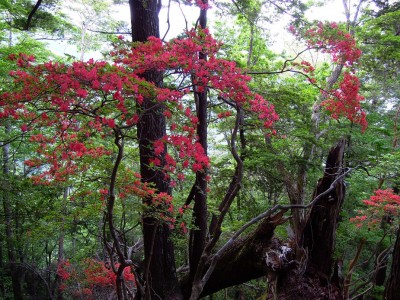 ヤマツツジが灯りをともしていた。