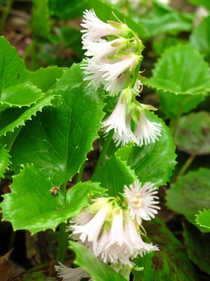 白いイワカガミのお出迎え