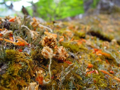 苔生した倒木に落ちていたブナの花。