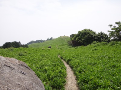 山頂の草山