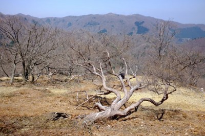朝焼けが出れば