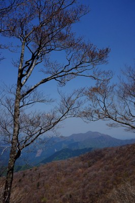 シロヤシオ咲けば