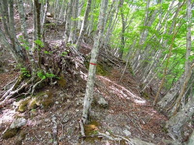 奥ノ平谷右岸道の目印。