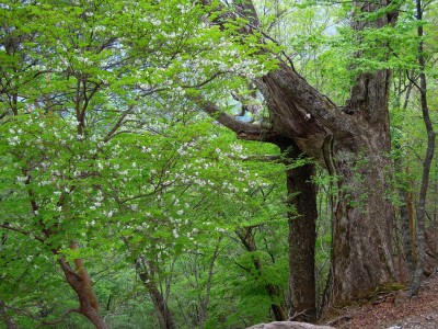 シロヤシオとミズナラ。