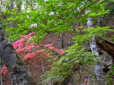 シロヤシオとヤマツツジ。