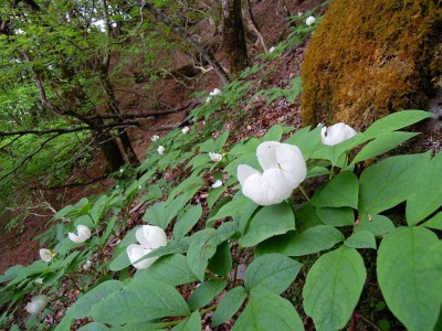 今年はよく見たヤマシャクの花。