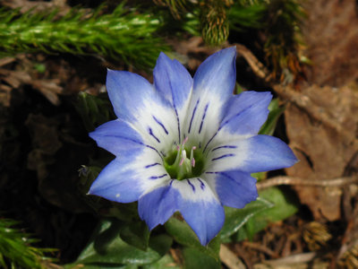 IMG_3806.jpg (137.3 KiB) 閲覧された回数 11558 回 水舟の池のハルリンドウ