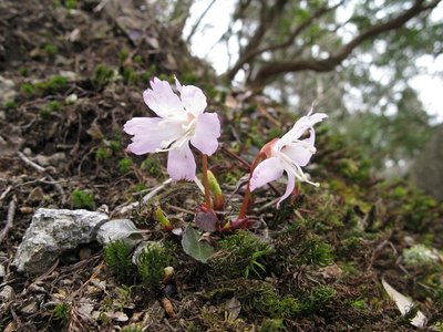 今年はじめて見たイワウチワ