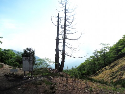 朽ちた杉峠の杉.JPG (225.97 KiB) 閲覧された回数 6233 回 枝の落ちた峠の杉