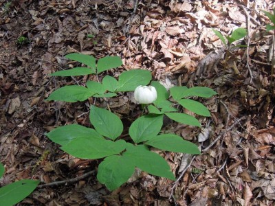 ヤマシャクヤク.JPG (234.03 KiB) 閲覧された回数 6232 回 途中で見たヤマシャクヤク 可憐だった