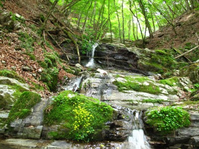 ヒメレンゲの咲く谷