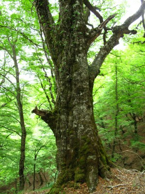 ブナの巨木