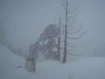元気に立っている杉