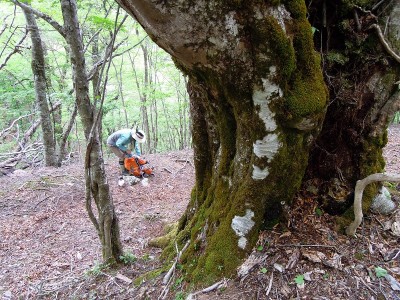 ハカノ谷の大ブナ