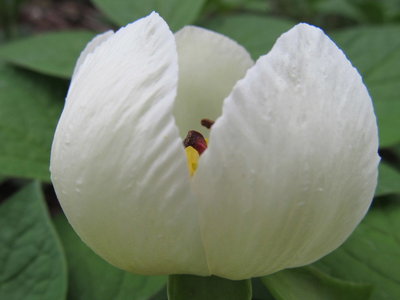 蓮の花みたい？