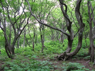 IMG_0745.jpg (211.08 KiB) 閲覧された回数 8101 回 原山峠