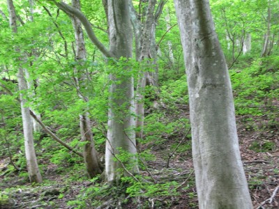 IMG_0783.jpg (168.36 KiB) 閲覧された回数 8106 回 山毛欅の森