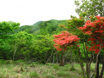 馬駈ヶ辻のヤマツツジ