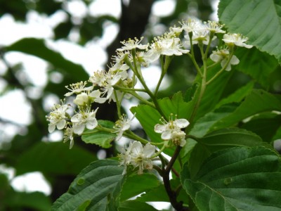 IMG_7235.jpg (337.8 KiB) 閲覧された回数 2941 回 アズキナシ?