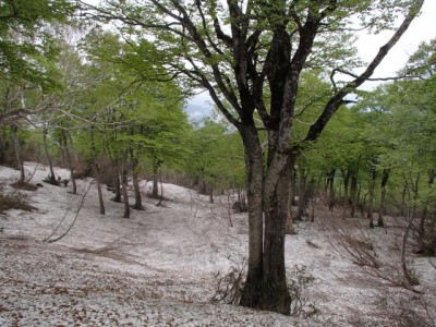 残雪の雪面とぶなの新緑の対比は、そのアンバランス感が絶妙で感動モノだ。