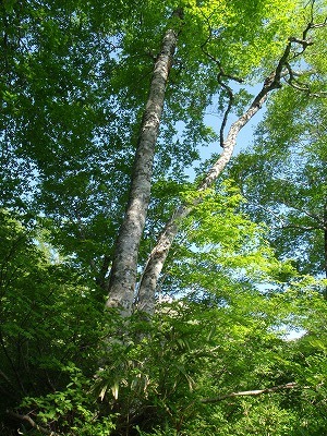 ブナの木陰を歩く大倉尾根