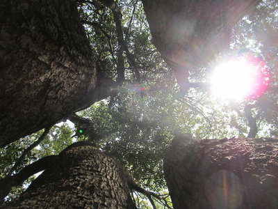 IMG_2454.JPG (285.01 KiB) 閲覧された回数 4704 回 五又の楠①