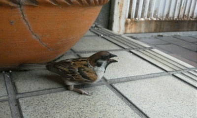 迷い込んだスズメの子