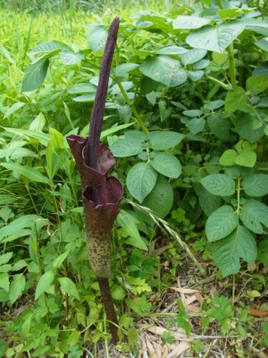 こんにゃくの花