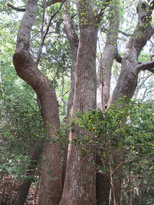 IMG_2455.JPG (412.29 KiB) 閲覧された回数 4719 回 五又の楠②