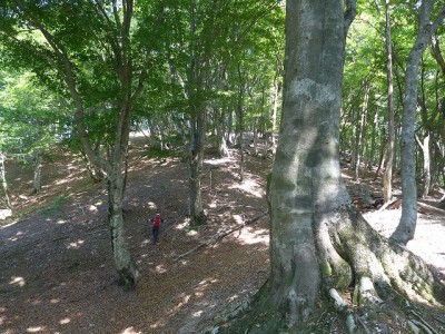 P1010177.jpg (198.63 KiB) 閲覧された回数 3711 回 脳みそ溶かし