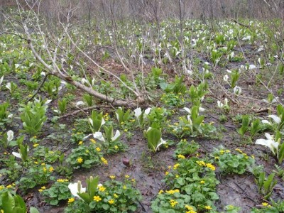 水芭蕉とリュウキンカ、手前にはちいさくザゼンソウも
