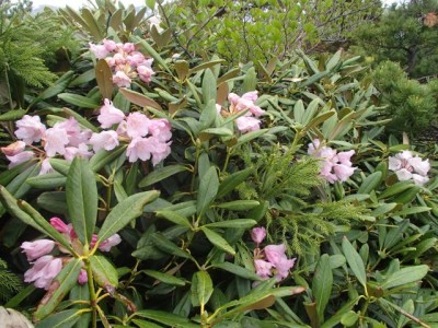 六月のホンシャクナゲは私には初めてでした