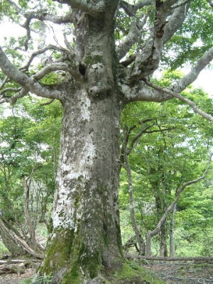 いろんなブナが出迎え