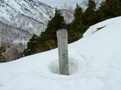今年は地面が出ていない