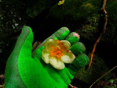 ヒコサンヒメシャラの花は意外に大きい。