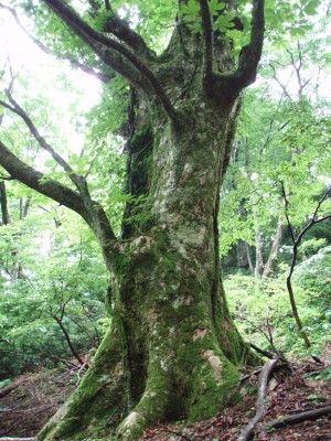 白谷本流(立小屋)の大トチ