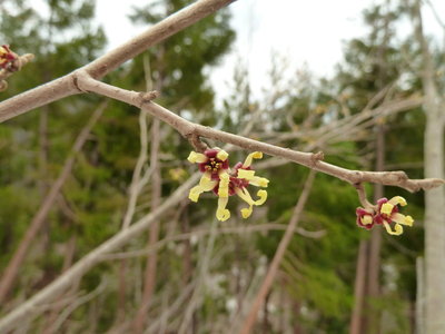 イワウチワ以外はマンサクだけ