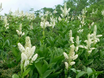 P1020592.JPG (272.13 KiB) 閲覧された回数 4627 回 大長山山頂にはコバイケイソウが群生していた