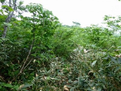 裏赤兎山付近のやぶこぎ