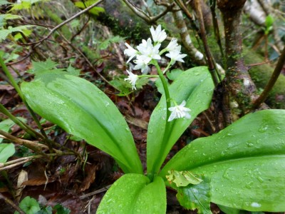 ツバメオモトが咲いていた