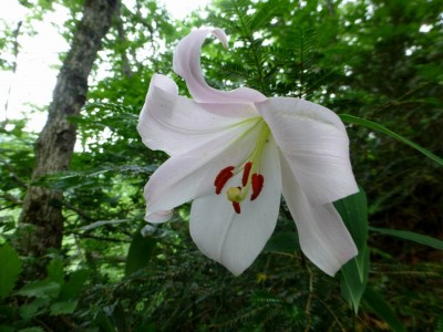 杉峠からの下山路にはササユリが咲いていました