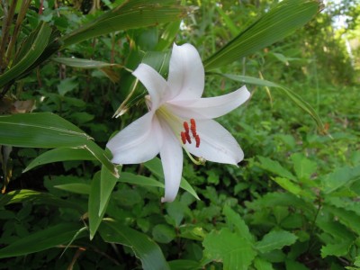 ササユリ.JPG (189.76 KiB) 閲覧された回数 4179 回 ササユリ