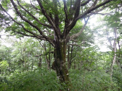 ブナの巨樹.JPG (224.5 KiB) 閲覧された回数 4177 回 立派だなあ