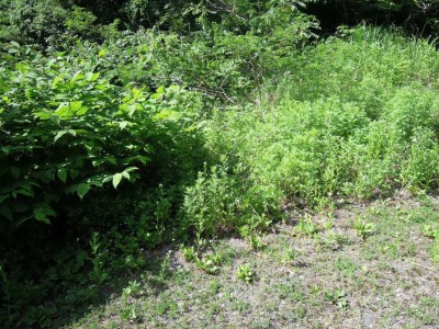 登山口.JPG (177.13 KiB) 閲覧された回数 4178 回 どこにも入り口らしさが無い!