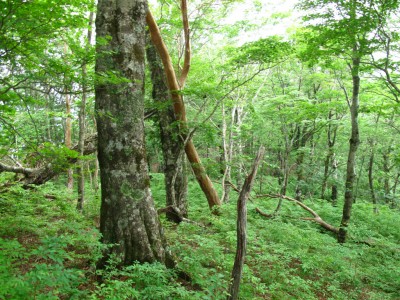 IMG_5645.jpg (909.15 KiB) 閲覧された回数 5052 回 東尾根