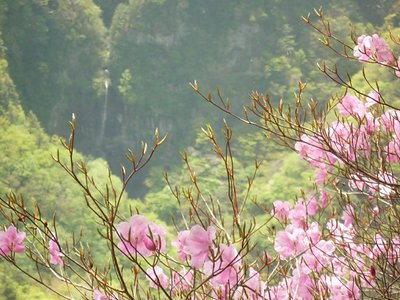 左に曲がる風折滝