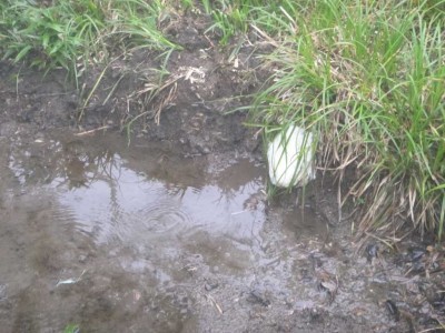 モリアオガエルの卵