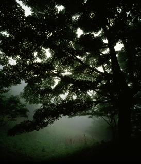 グーちゃんのお気に入り