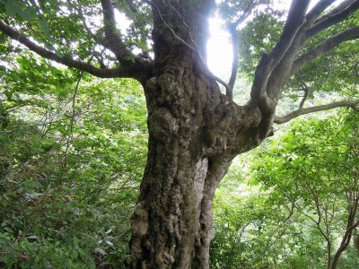 ブナの巨樹.jpg (481.05 KiB) 閲覧された回数 2268 回 立派です